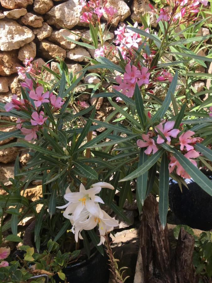 Botanica B&B Xagħra Extérieur photo